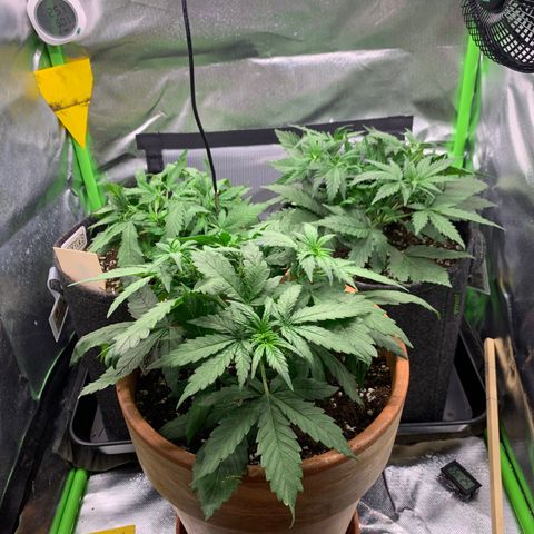 Amnesia Zkittlez Auto growlog timeline photo