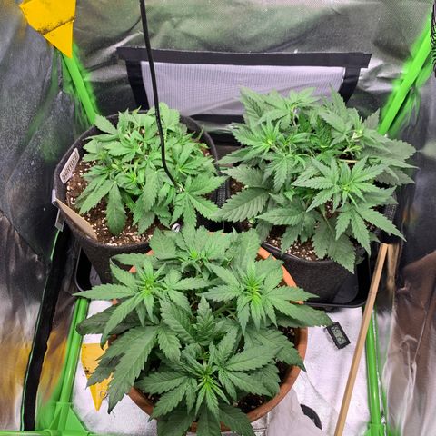 Amnesia Zkittlez Auto growlog timeline photo