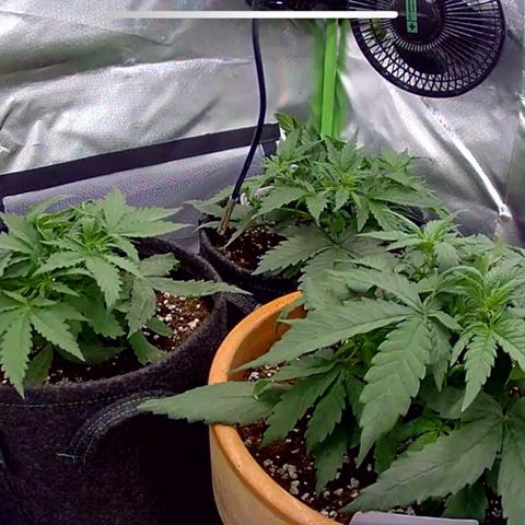 Amnesia Zkittlez Auto growlog photo: Bild von Kamera 