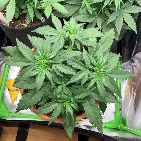 Sunset Sherbet Automatic growlog timeline photo