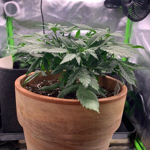 Sunset Sherbet Automatic growlog timeline photo