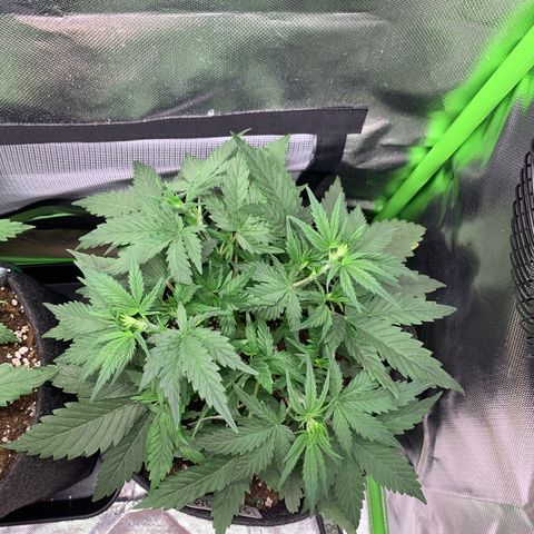 Amnesia Zkittlez Auto growlog timeline photo