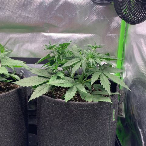 Amnesia Zkittlez Auto growlog timeline photo