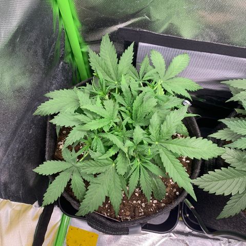 Watermelon Zkittlez Auto growlog timeline photo