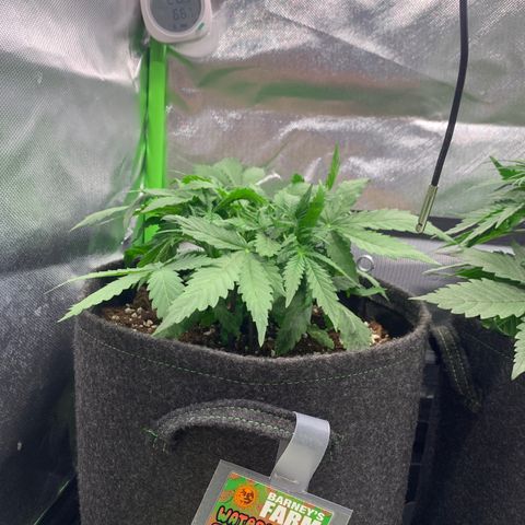 Watermelon Zkittlez Auto growlog timeline photo