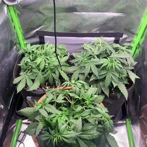 Amnesia Zkittlez Auto growlog photo: Nach Gießen und leichten LST