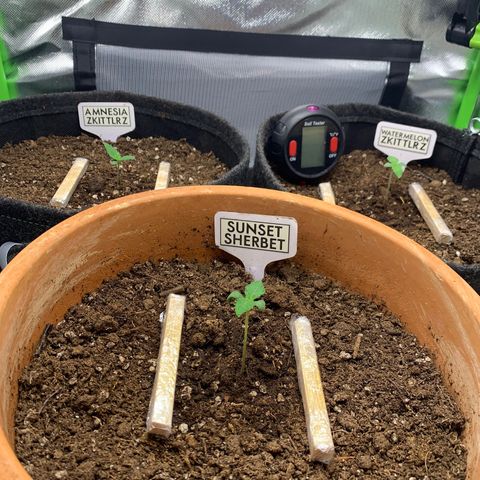 Amnesia Zkittlez Auto growlog timeline photo