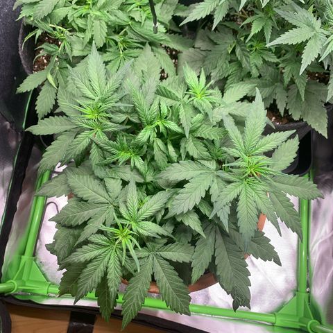 Sunset Sherbet Automatic growlog timeline photo