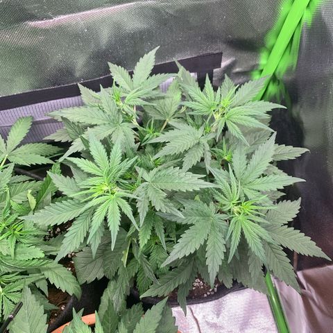 Amnesia Zkittlez Auto growlog timeline photo