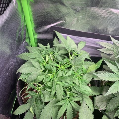Watermelon Zkittlez Auto growlog timeline photo