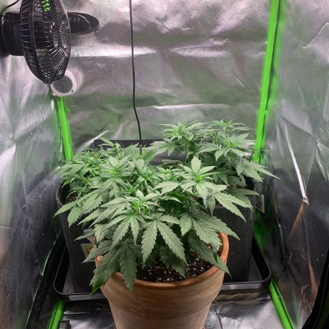 Amnesia Zkittlez Auto growlog timeline photo