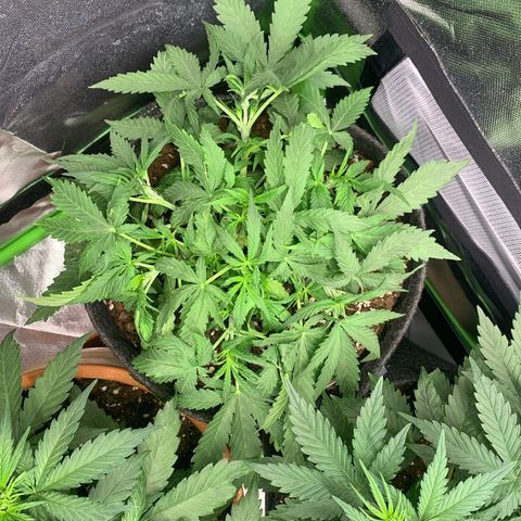 Watermelon Zkittlez Auto growlog photo: Nach lst 