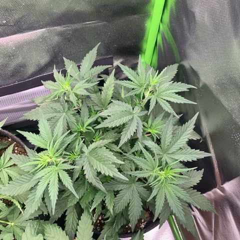 Amnesia Zkittlez Auto growlog timeline photo