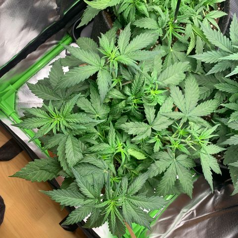 Sunset Sherbet Automatic growlog timeline photo