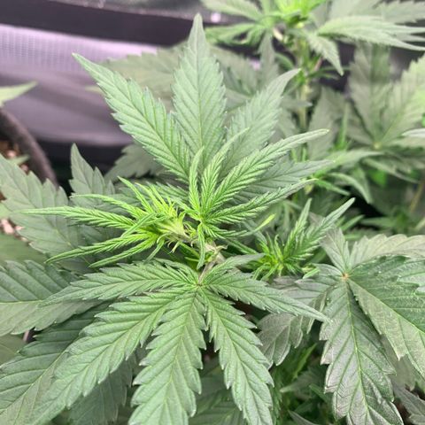 Amnesia Zkittlez Auto growlog timeline photo