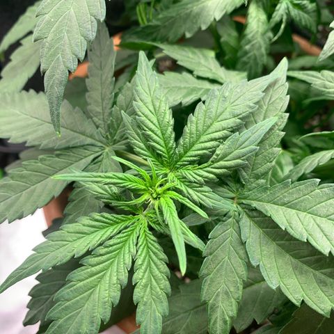 Sunset Sherbet Automatic growlog timeline photo
