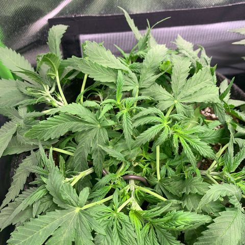 Watermelon Zkittlez Auto growlog timeline photo