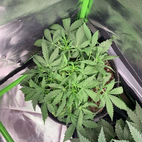 Watermelon Zkittlez Auto growlog timeline photo
