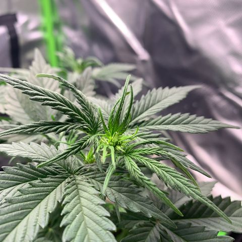 Amnesia Zkittlez Auto growlog timeline photo