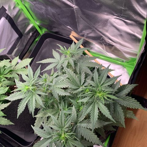 Amnesia Zkittlez Auto growlog timeline photo