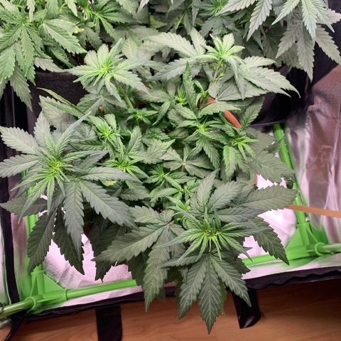 Sunset Sherbet Automatic growlog timeline photo