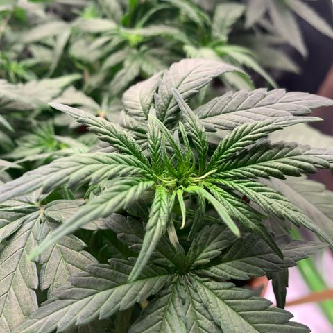 Sunset Sherbet Automatic growlog timeline photo