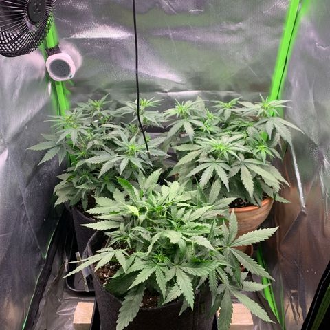 Amnesia Zkittlez Auto growlog timeline photo