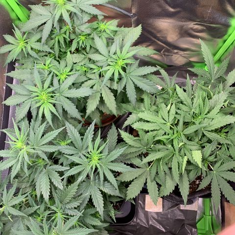 Amnesia Zkittlez Auto growlog timeline photo