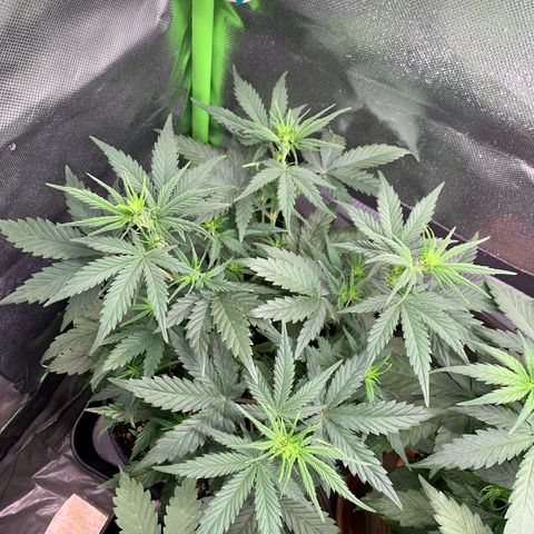 Amnesia Zkittlez Auto growlog timeline photo
