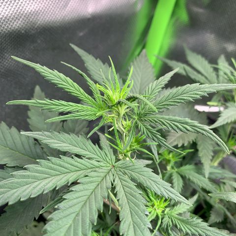Amnesia Zkittlez Auto growlog timeline photo