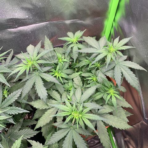 Sunset Sherbet Automatic growlog timeline photo