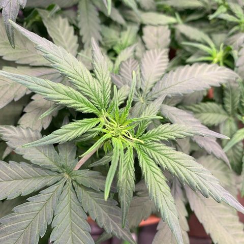 Sunset Sherbet Automatic growlog timeline photo