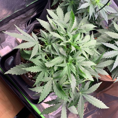 Watermelon Zkittlez Auto growlog timeline photo