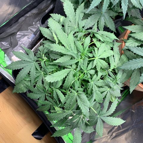 Watermelon Zkittlez Auto growlog photo: Nach Gießen und LST 