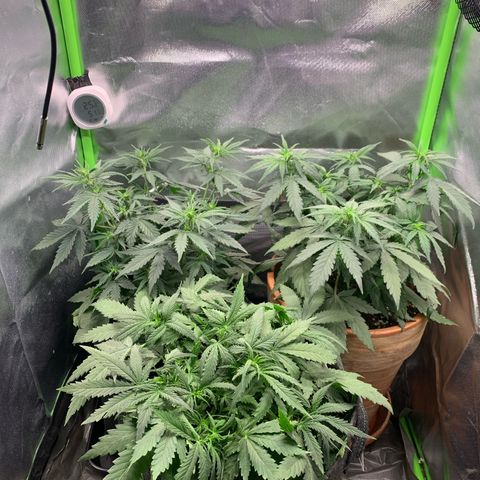 Amnesia Zkittlez Auto growlog timeline photo