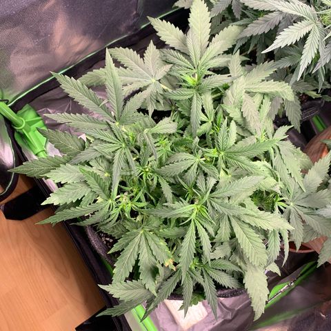 Watermelon Zkittlez Auto growlog timeline photo