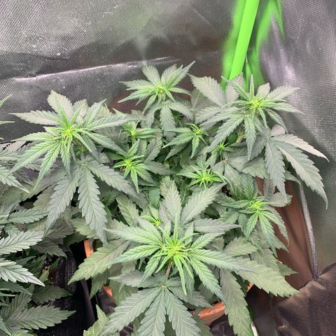Sunset Sherbet Automatic growlog timeline photo