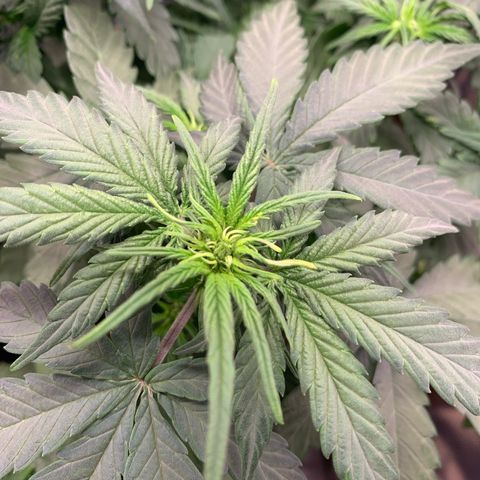 Sunset Sherbet Automatic growlog timeline photo
