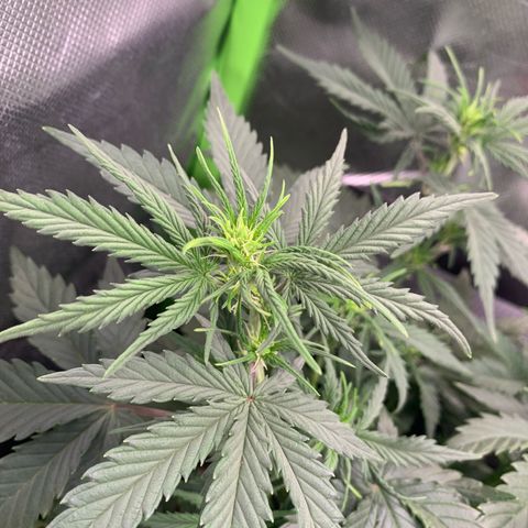 Amnesia Zkittlez Auto growlog timeline photo