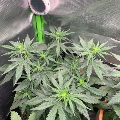 Amnesia Zkittlez Auto growlog timeline photo