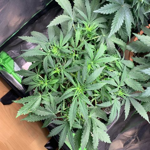 Watermelon Zkittlez Auto growlog photo: Nach etwas Entlaubung für bessere Licht Verteilung  