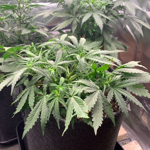 Watermelon Zkittlez Auto growlog photo: Nach etwas Entlaubung für bessere Licht Verteilung  