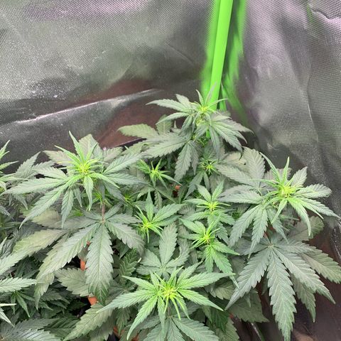 Sunset Sherbet Automatic growlog timeline photo