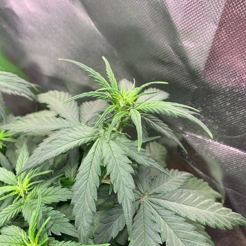 Sunset Sherbet Automatic growlog timeline photo
