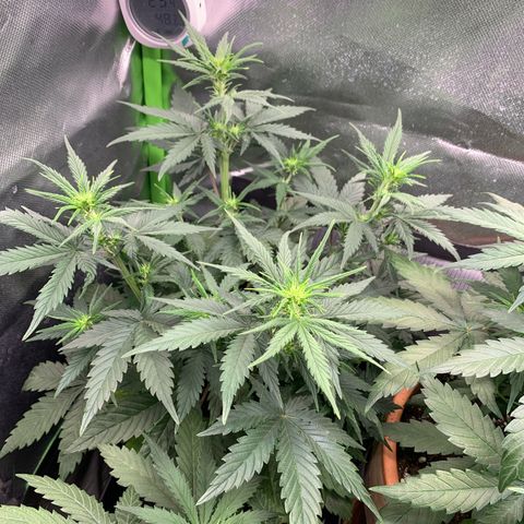 Amnesia Zkittlez Auto growlog timeline photo