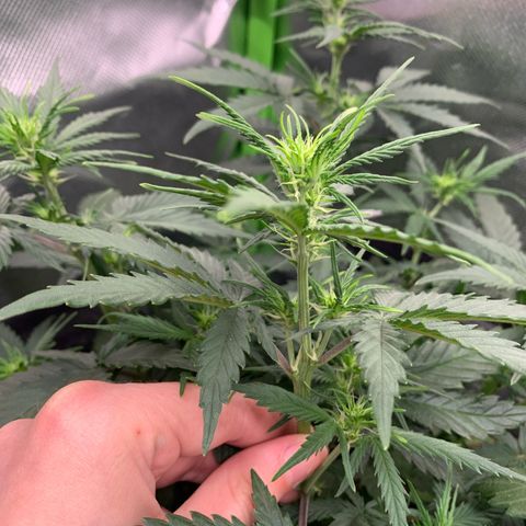 Amnesia Zkittlez Auto growlog timeline photo