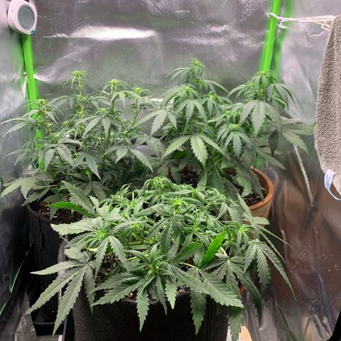 Amnesia Zkittlez Auto growlog photo: Nach Gießen und lst bei der watermelon Zkittlez 