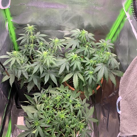 Amnesia Zkittlez Auto growlog photo: Nach Gießen und lst bei der watermelon Zkittlez 
