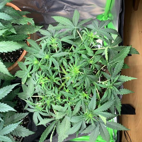 Watermelon Zkittlez Auto growlog photo: Nach Gießen und LST