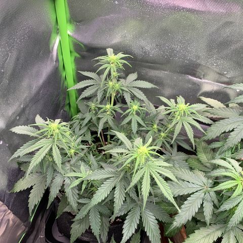 Amnesia Zkittlez Auto growlog photo: Nach Gießen 